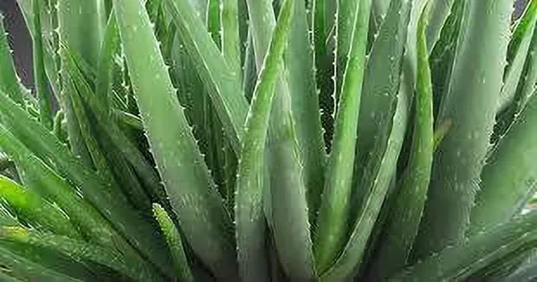 Aloe_Vera_Plant_(Hybrid,_Pack_of_1)