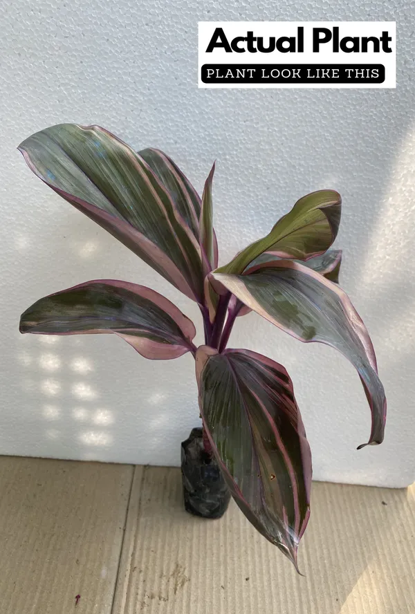 Dracaena_Plant_(Hybrid,_Pack_of_1)