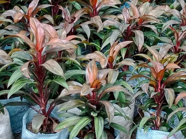 Dracaena_Plant_(Hybrid,_Pack_of_1)