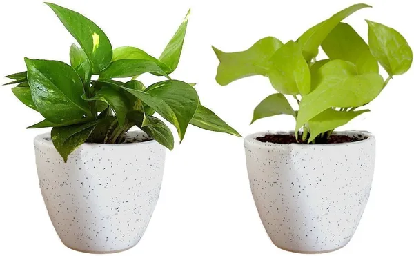 Money_Plant_(Hybrid,_Pack_of_1)
