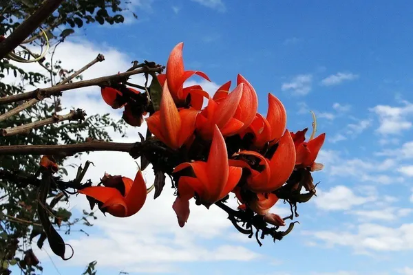 Palas_Tree_Plant_(Hybrid,_Pack_of_1)