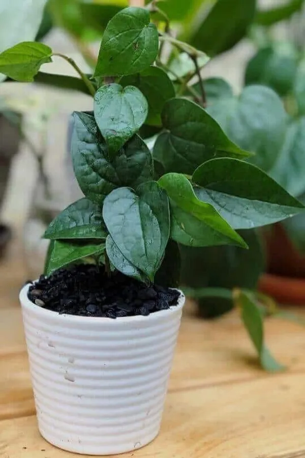 Betel_Leaf_Plant_(Hybrid,_Pack_of_1)