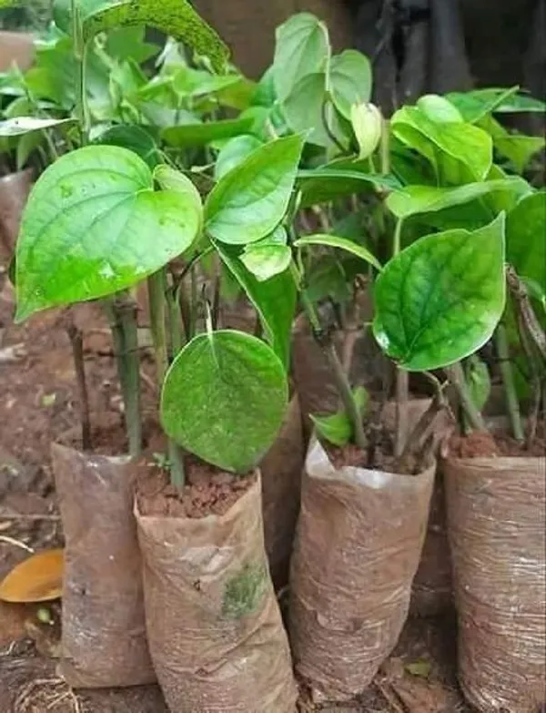 Betel_Leaf_Plant_(Hybrid,_Pack_of_1)