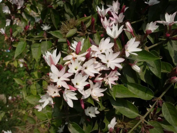 Jasmine_Plant_(Hybrid,_Pack_of_1)