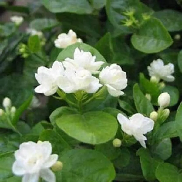 Jasmine_Plant_(Hybrid,_Pack_of_1)