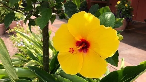 Hibiscus_Plant_(Hybrid,_Pack_of_1)