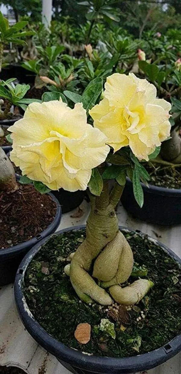 Adenium_Plant_(Hybrid,_Pack_of_1)