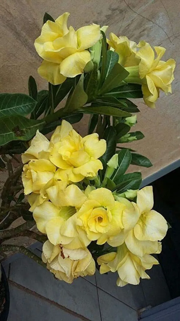 Adenium_Plant_(Hybrid,_Pack_of_1)