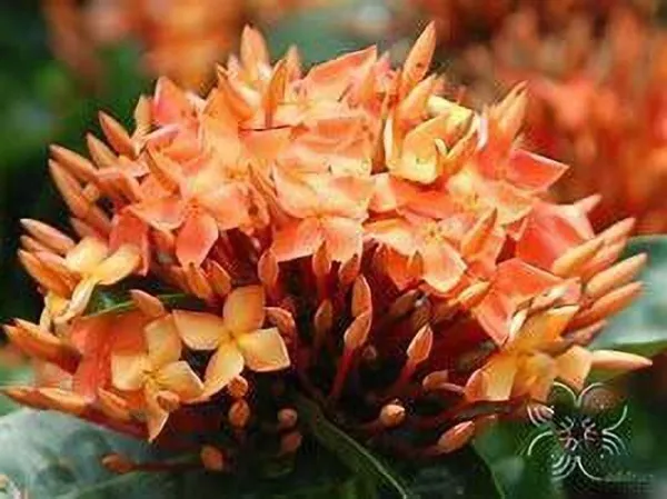 Ixora_Singaporensis_Red_Flowering_Plant_(Hybrid,_Pack_of_1)
