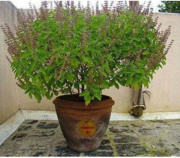 Tulsi_Plant_(Hybrid,_Pack_of_1)