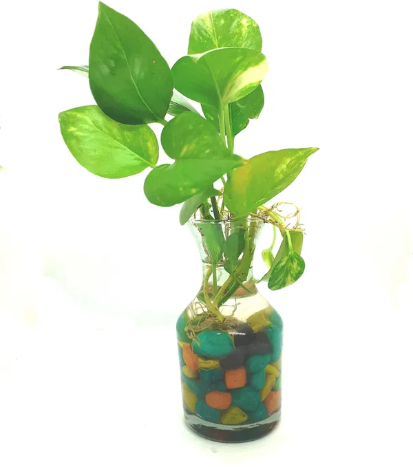 Money_Plant_(Hybrid,_Pack_of_1)