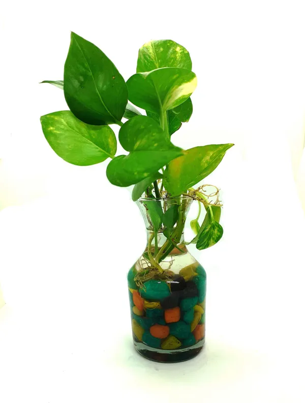 Money_Plant_(Hybrid,_Pack_of_1)