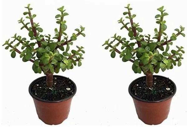 Jade_Plant_(Hybrid,_Pack_of_1)