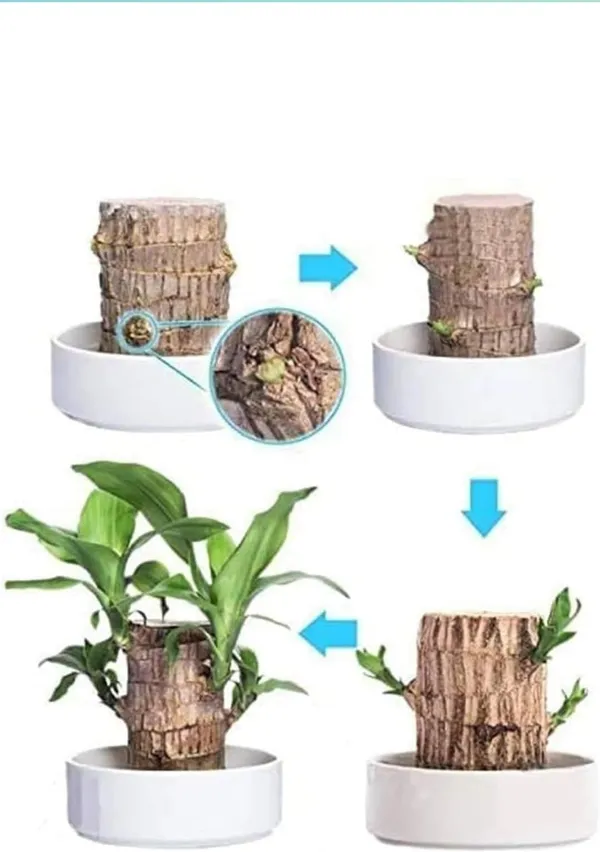 Mini_Brazalian_wood_(Hybrid,_Pack_of_1)