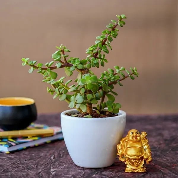 Jade_Plant_(Hybrid,_Pack_of_1)