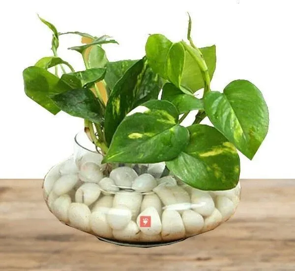 Money_Plant_(Hybrid,_Pack_of_1)