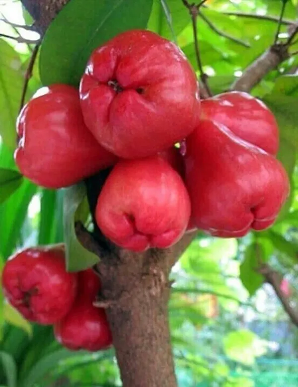 Custard_Apple_Plant_(Hybrid,_Pack_of_1)