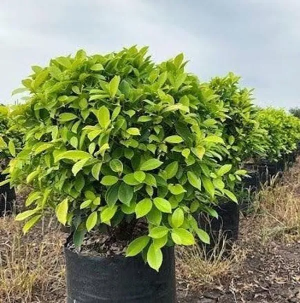 Ficus_Plant_(Hybrid,_Pack_of_1)
