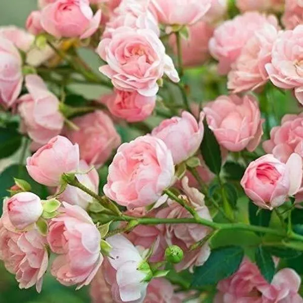 Rose_Plant_(Hybrid,_Pack_of_1)