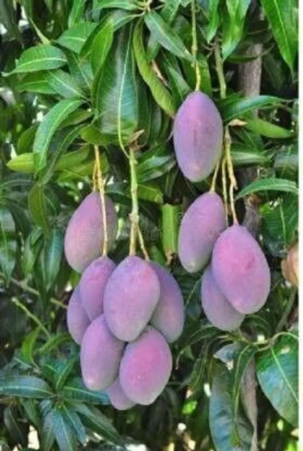 Mango_Plant_(Hybrid,_Pack_of_1)