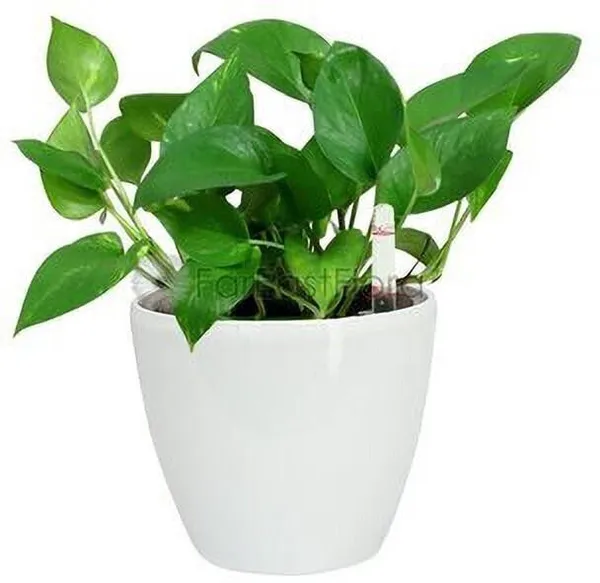 Money_Plant_(Hybrid,_Pack_of_1)