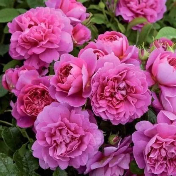 Rose_Plant_(Hybrid,_Pack_of_1)