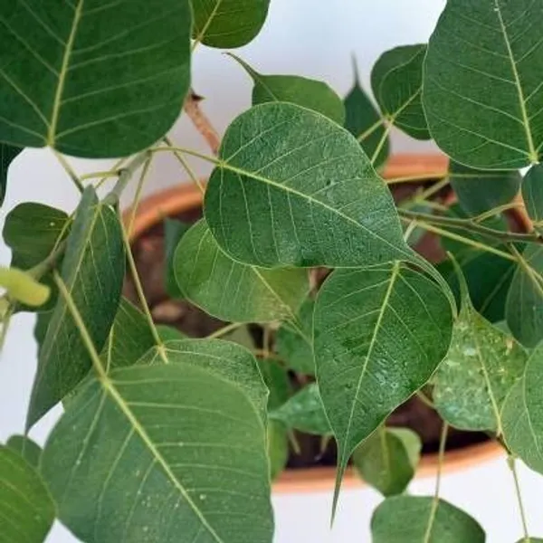 Ficus_Bonsai_Plant_(Hybrid,_Pack_of_1)