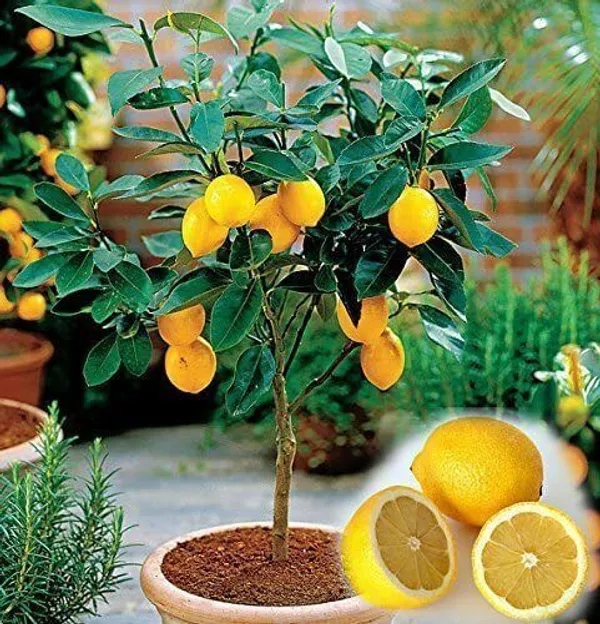 Lemon_Plant_(Hybrid,_Pack_of_1)