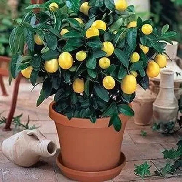 Lemon_Plant_(Hybrid,_Pack_of_1)