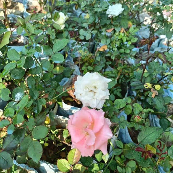 Rose_Plant_(Hybrid,_Pack_of_1)