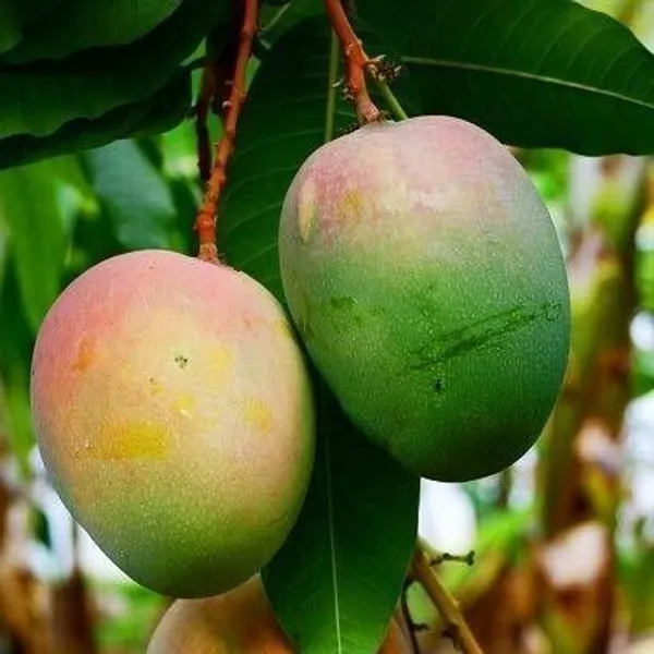 Mango_Plant_(Hybrid,_Pack_of_1)