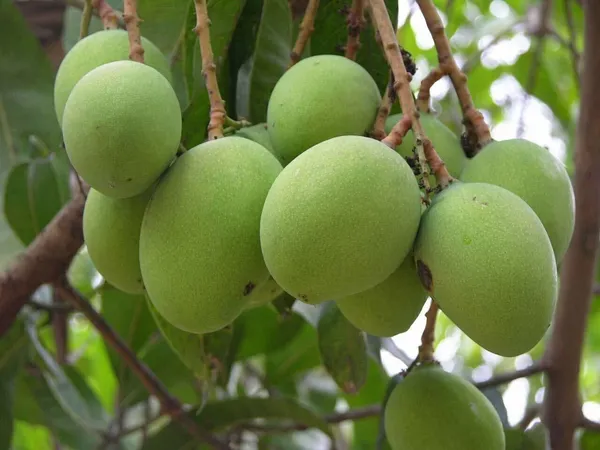 Mango_Plant_(Hybrid,_Pack_of_1)