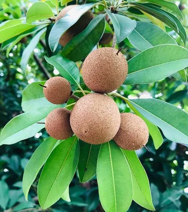 Chiku_Plant_(Hybrid,_Pack_of_1)