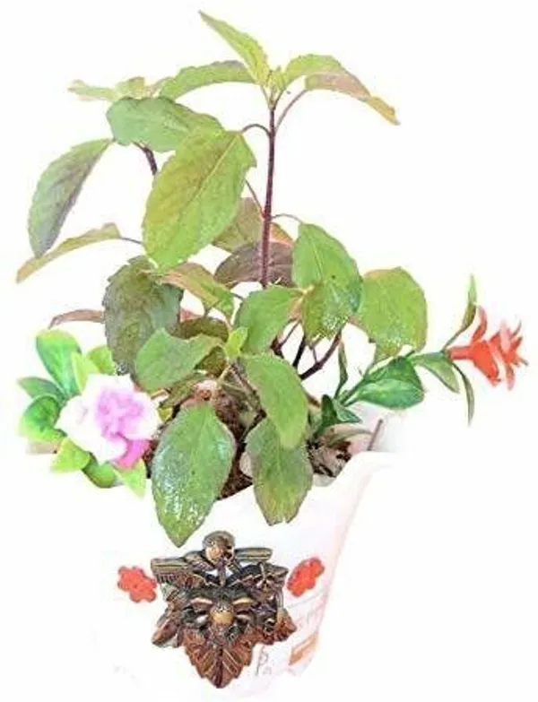 Tulsi_Plant_(Hybrid,_Pack_of_1)