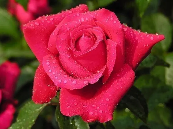 Rose_Plant_(Hybrid,_Pack_of_1)