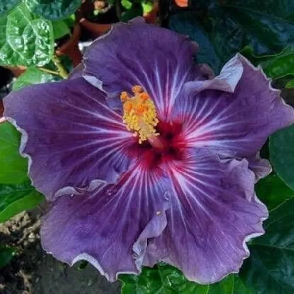 Hibiscus_Plant_(Hybrid,_Pack_of_1)