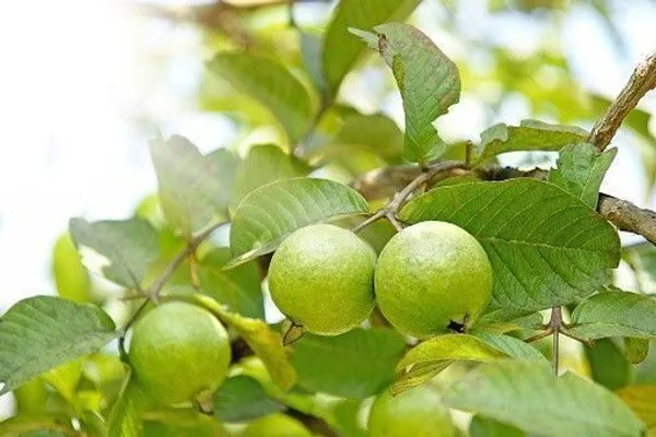 Guava_Plant_(Hybrid,_Pack_of_1)