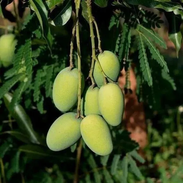 Mango_Plant_(Hybrid,_Pack_of_1)