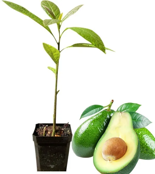 Avocado_Plant_(Hybrid,_Pack_of_1)