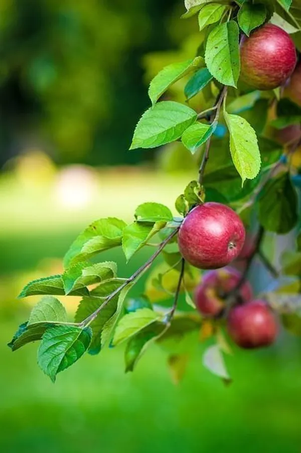 Apple_Plant_(Hybrid,_Pack_of_1)