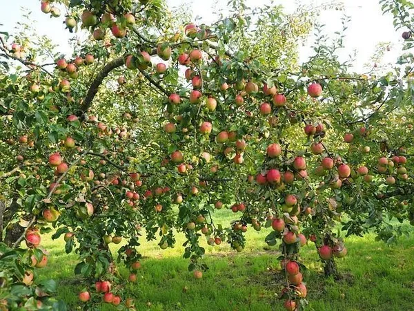 Apple_Plant_(Hybrid,_Pack_of_1)