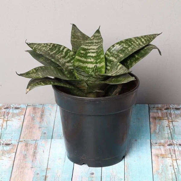 Adenium_Plant_(Hybrid,_Pack_of_1)