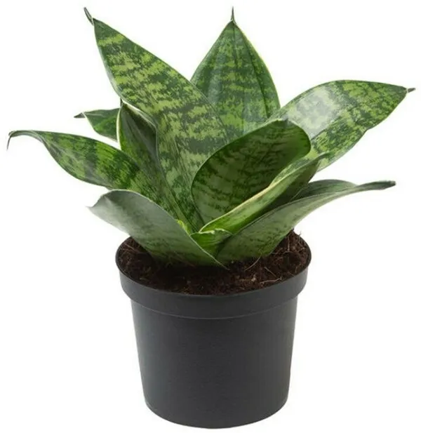 Adenium_Plant_(Hybrid,_Pack_of_1)