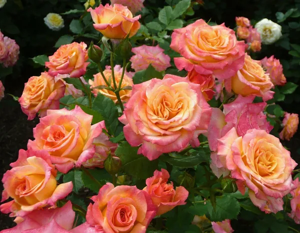 Rose_Plant_(Hybrid,_Pack_of_1)