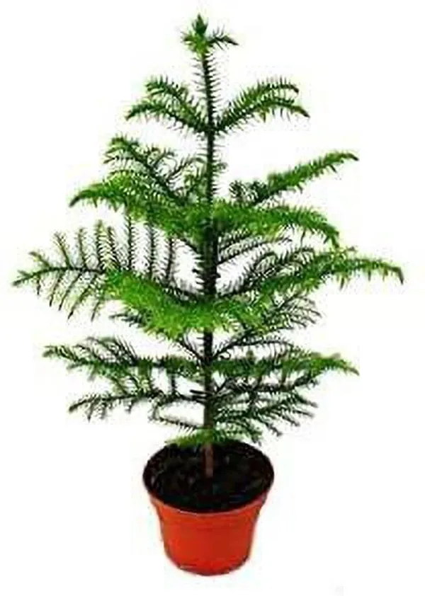 Apple_Plant_(Hybrid,_Pack_of_1)