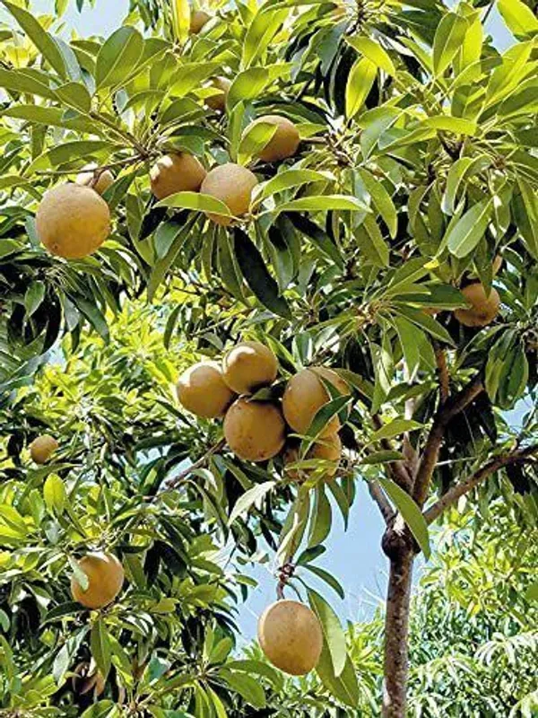 Chiku_Plant_(Hybrid,_Pack_of_1)