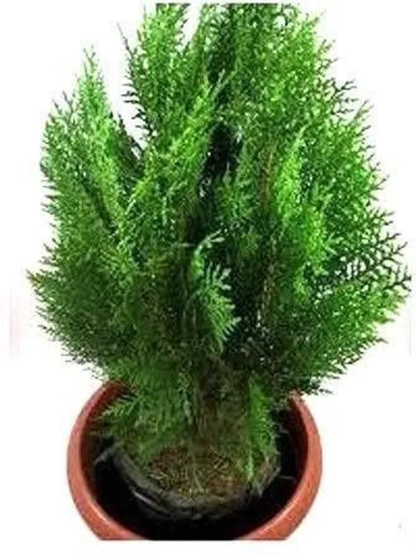 Platycladus/Morpankhi_Plant_(Hybrid,_Pack_of_1)