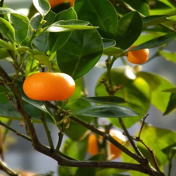 Orange_Plant_(Hybrid,_Pack_of_1)