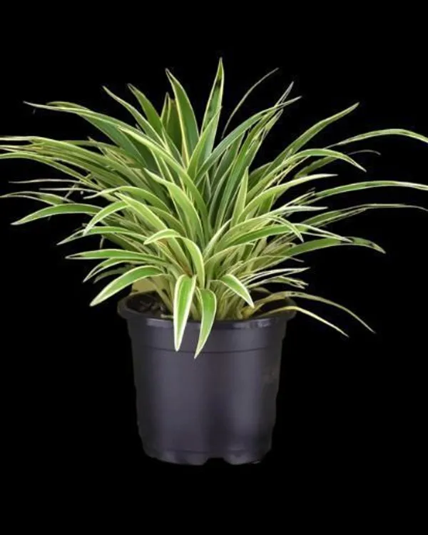 Spider_Plant_(Hybrid,_Pack_of_1)