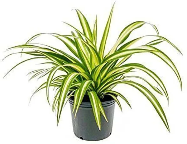 Spider_Plant_(Hybrid,_Pack_of_1)